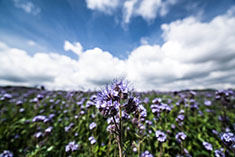 big image 13