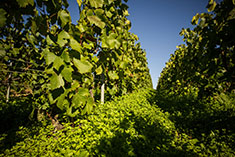big image 34