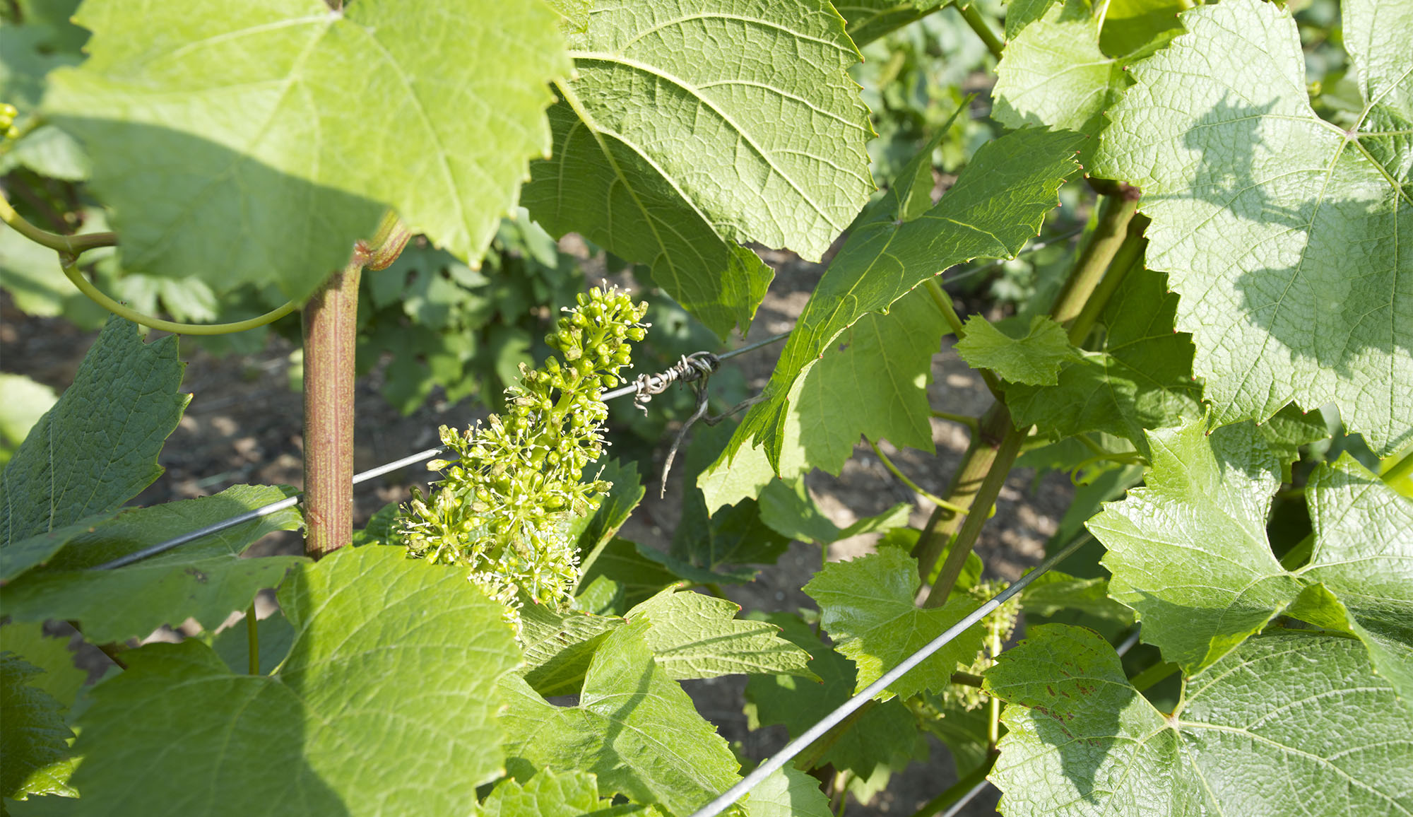 image06